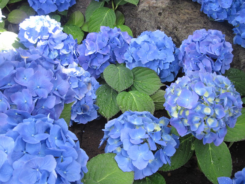 Blue Hydrangea Flowers — Calm, Summer, Photograph, Green Leaves, Soil, Rock