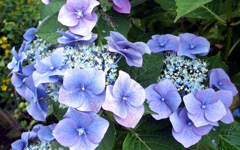 Blue Hydrangea Flowers — Calm, Summer, Photograph, Green Leaves