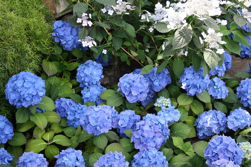 Blue Hydrangea Flowers — Calm, Summer, Photograph, Green Leaves, White Flowers