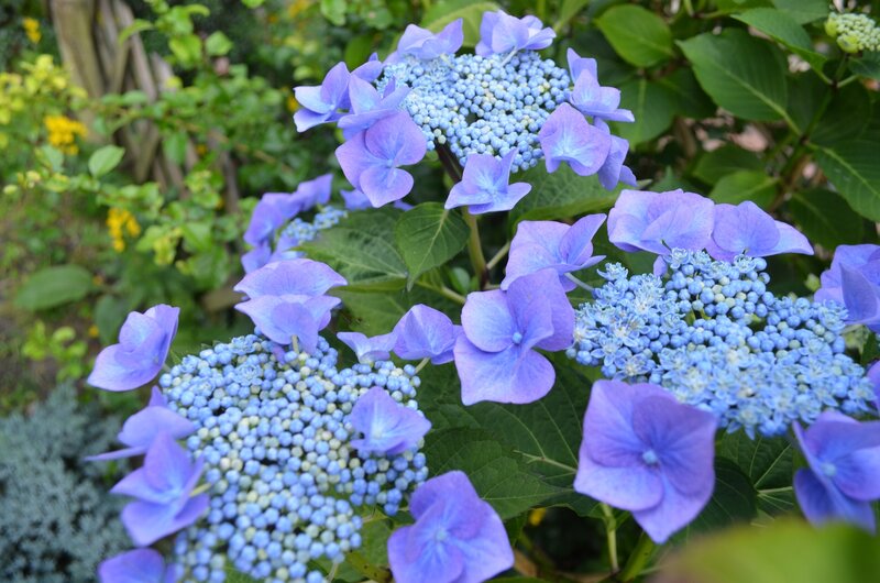 Blue Hydrangea Flowers — Calm, Summer, Photograph, Green Leaves, Yellow Flowers