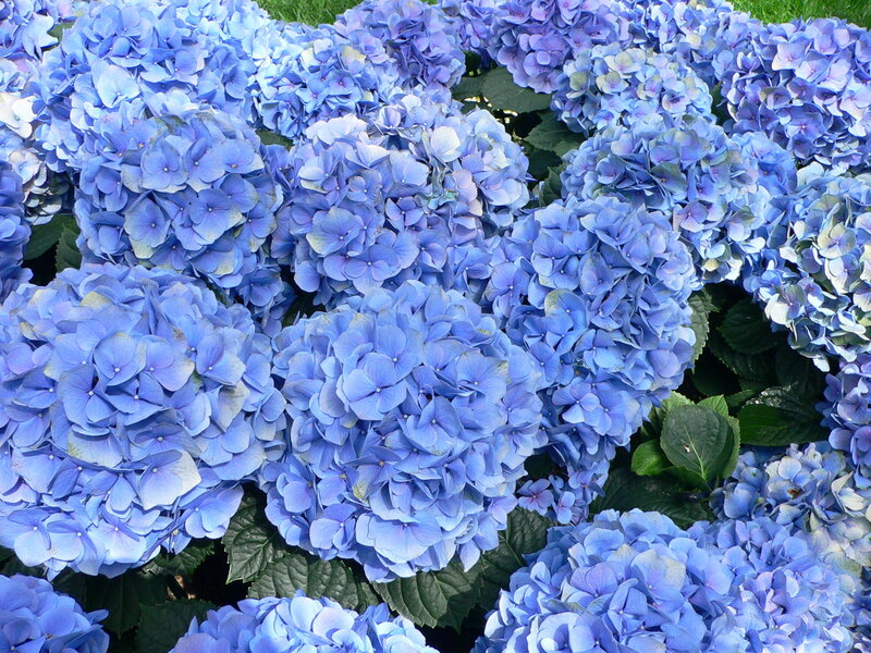 Blue Hydrangea Flowers — Calm, Summer, Photograph, Leaves, Grass