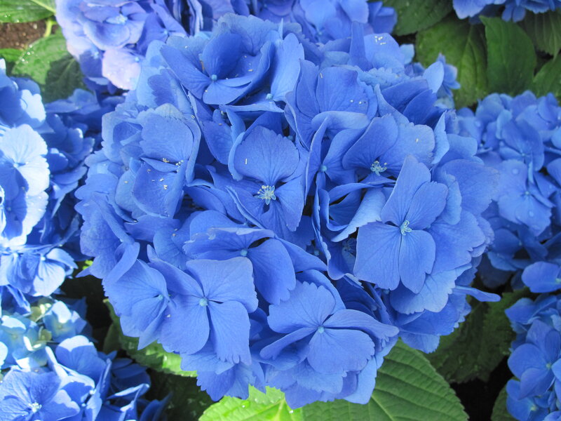 Blue Hydrangea Flowers — Calm, Summer, Photograph, Leaves