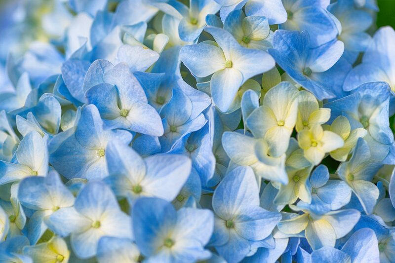 Blue Hydrangea Flowers — Calm, Summer, Photograph, Petals