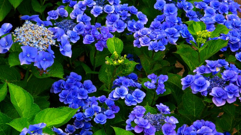 Blue Hydrangea Flowers — Calm, Summer, Photograph