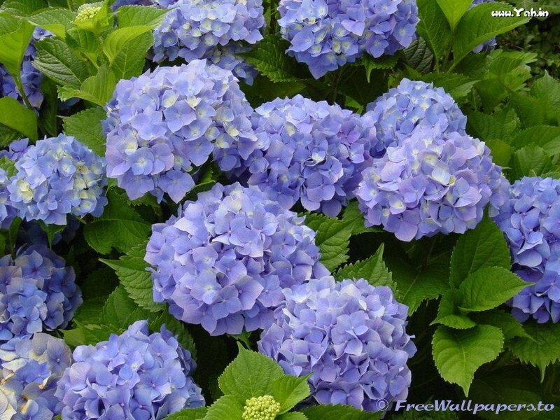 Blue Hydrangea Flowers — Calm, Summer