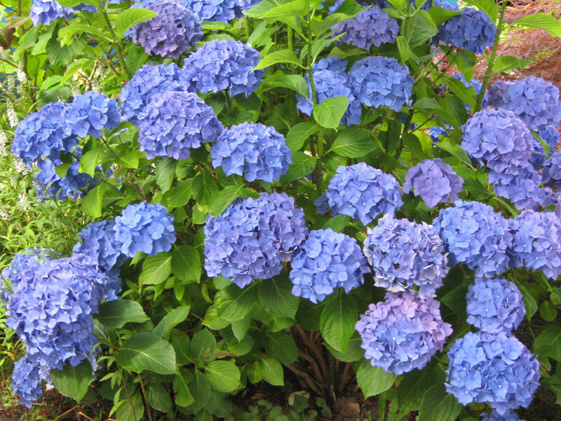 Blue Hydrangea Flowers — Calm