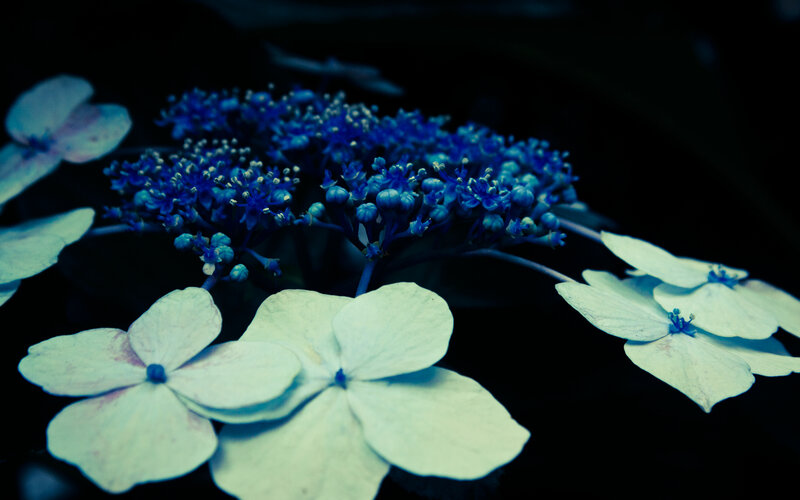 Blue Hydrangea Flowers — Dramatic, Night