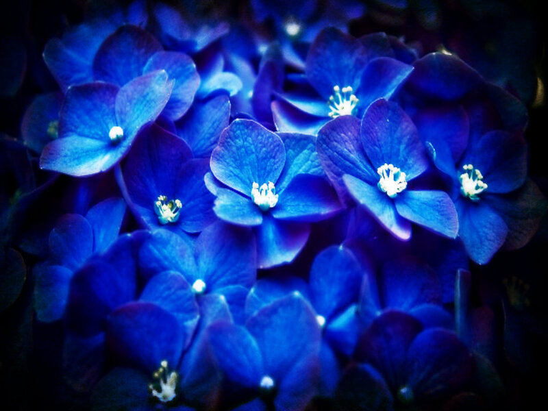 Blue Hydrangea Flowers — Dramatic, Photograph