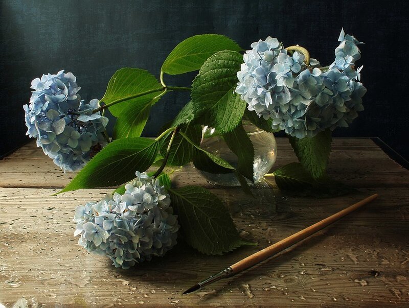 Blue Hydrangea Flowers — Dramatic