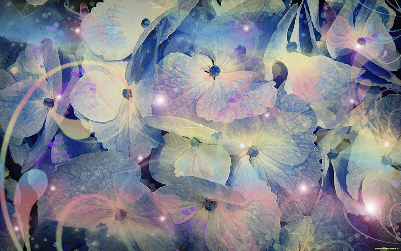 Blue Hydrangea Flowers — Dreamy