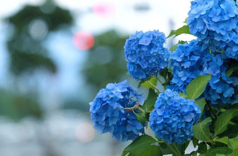 Blue hydrangea flowers in bloom