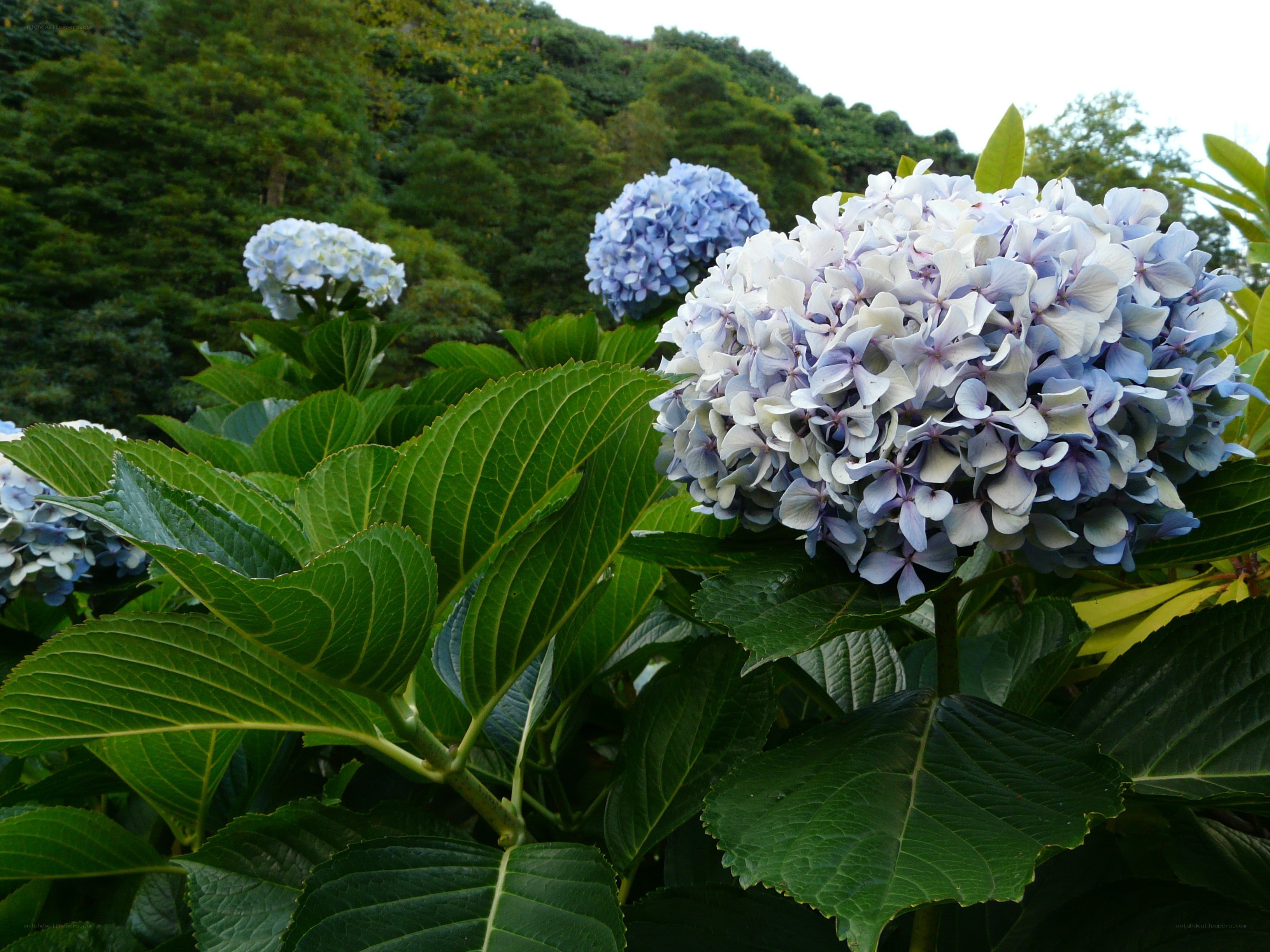 Blue hydrangea flowers in garden