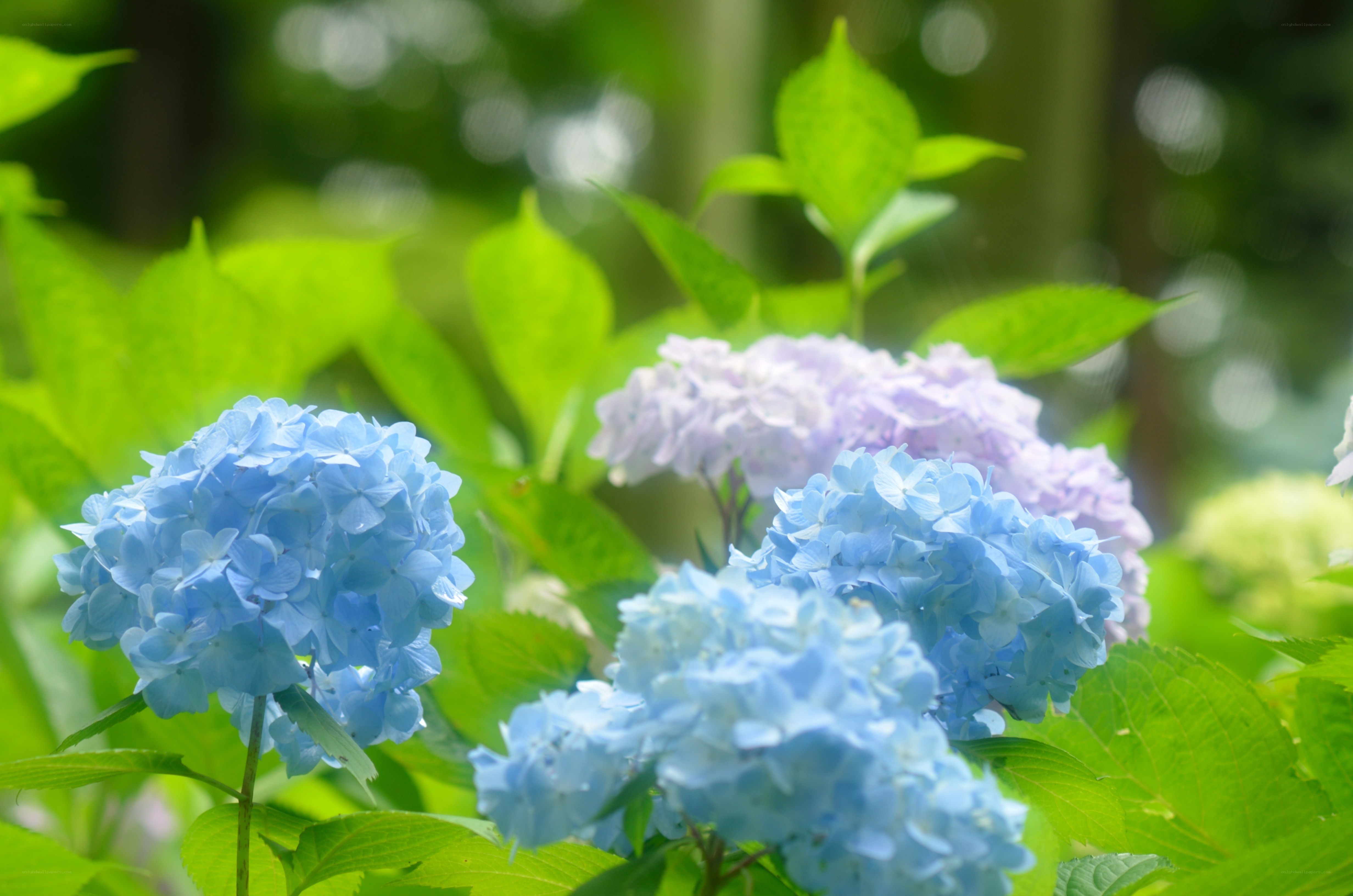 blue hydrangea flowers in garden