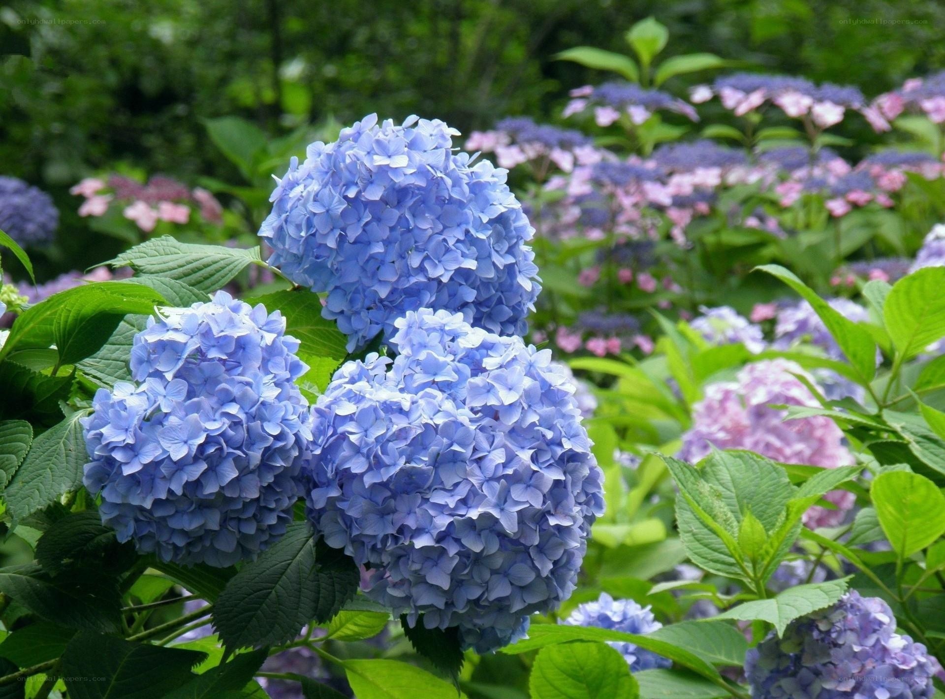 Blue hydrangea flowers in garden