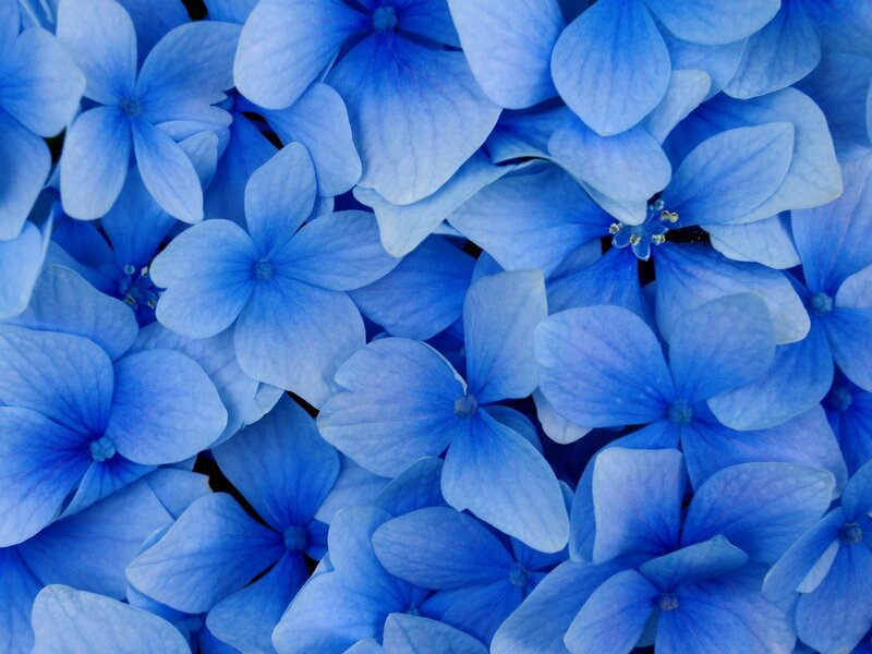 Blue Hydrangea Flowers — Petals