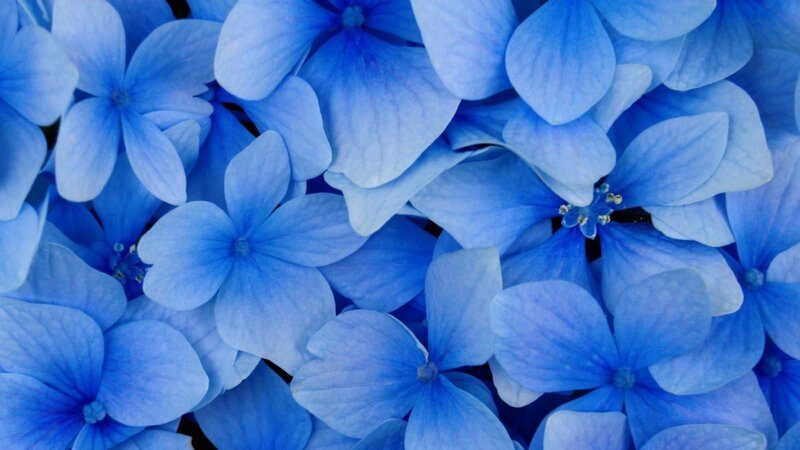 Blue Hydrangea Flowers — Petals, White