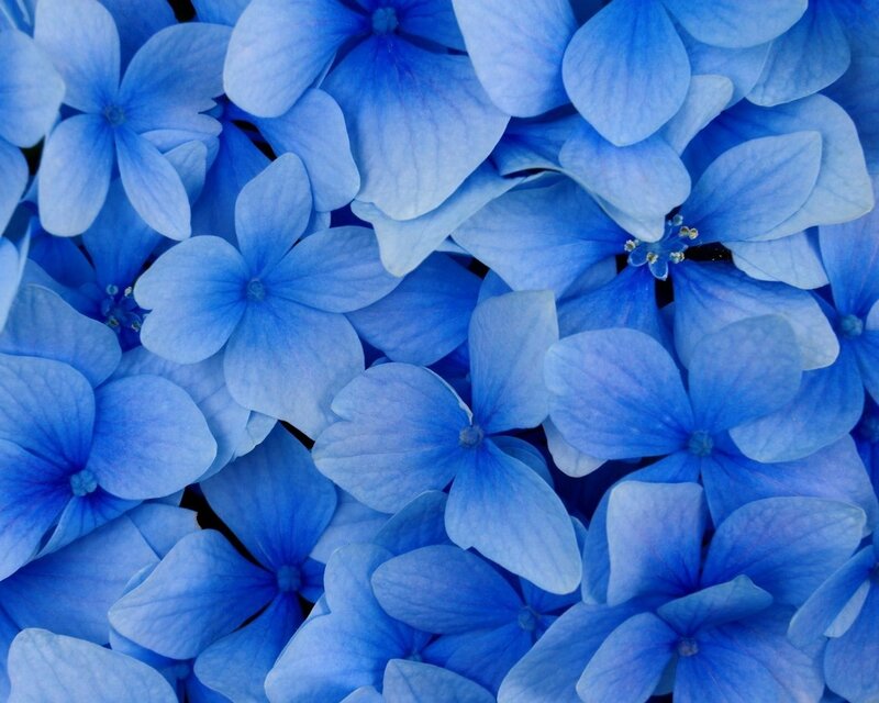 Blue Hydrangea Flowers — Photograph, Petals