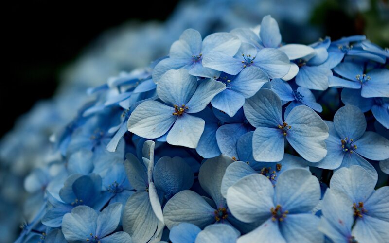 Blue Hydrangea Flowers — Photograph, Stamen