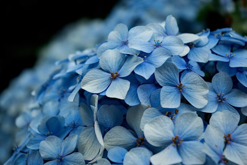 Blue Hydrangea Flowers — Photograph, White