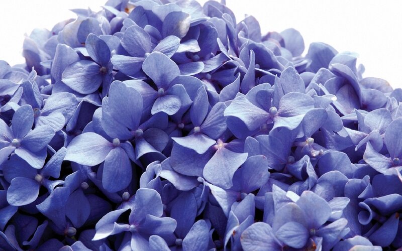 Blue Hydrangea Flowers — Purple, Calm