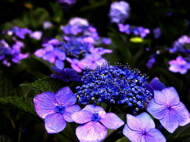 Blue Hydrangea Flowers — Purple, Serene, Photograph