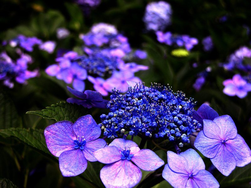 Blue Hydrangea Flowers — Purple, Serene