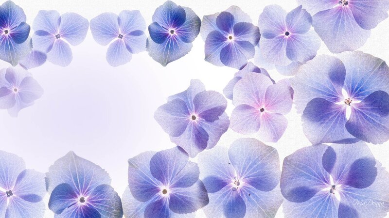 Blue Hydrangea Flowers — Purple
