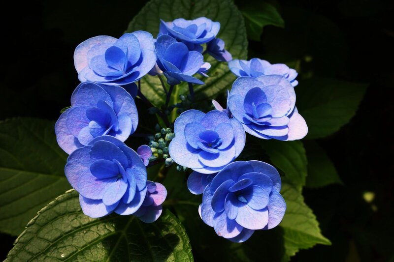 Blue Hydrangea Flowers — Serene, Afternoon, Photograph, Green Leaves, Flower Cluster