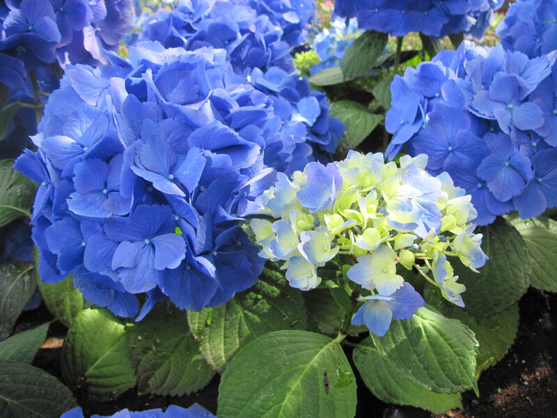 Blue Hydrangea Flowers — Serene, Afternoon, Photograph, Green Leaves, Flower Clusters