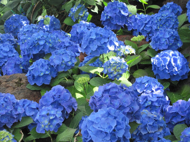 Blue Hydrangea Flowers — Serene, Afternoon, Photograph, Green Leaves, Rocks