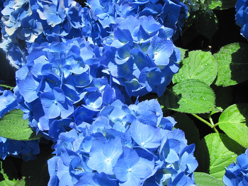 Blue Hydrangea Flowers — Serene, Afternoon, Photograph, Green Leaves, Water Droplets