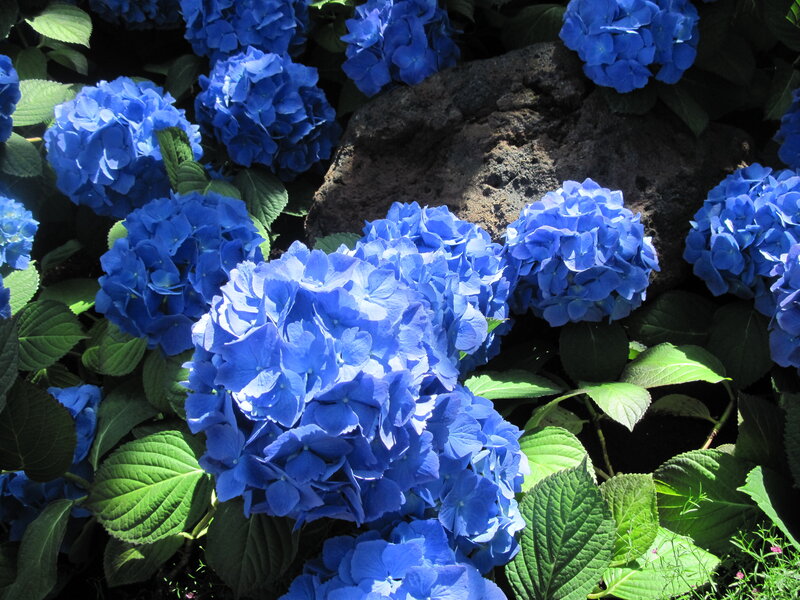 Blue Hydrangea Flowers — Serene, Afternoon, Photograph, Leaves