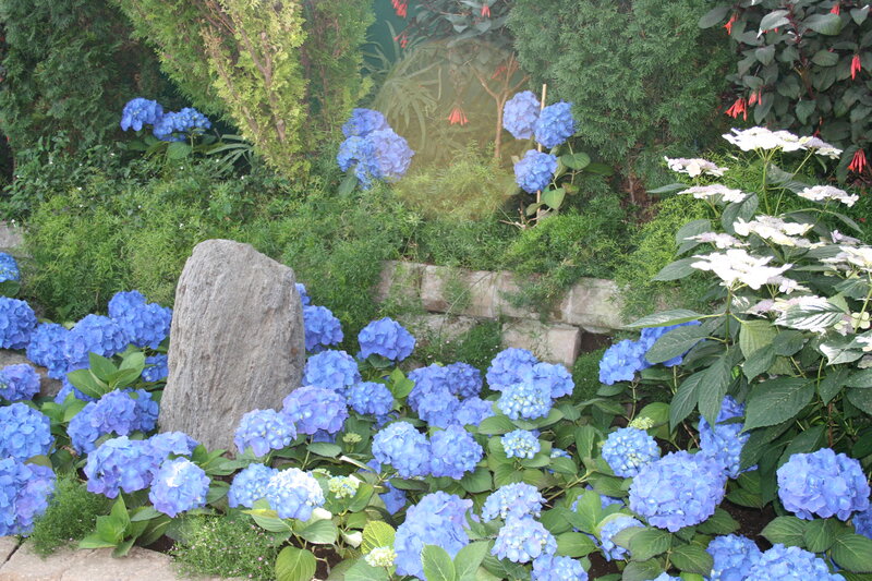 Blue Hydrangea Flowers — Serene, Afternoon, Photograph, Rock