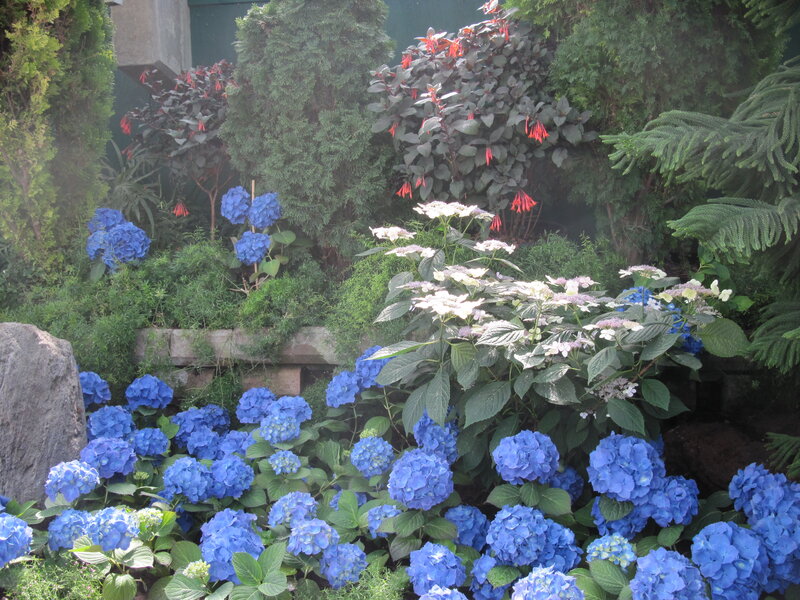 Blue Hydrangea Flowers — Serene, Afternoon, Photograph, Shrubs
