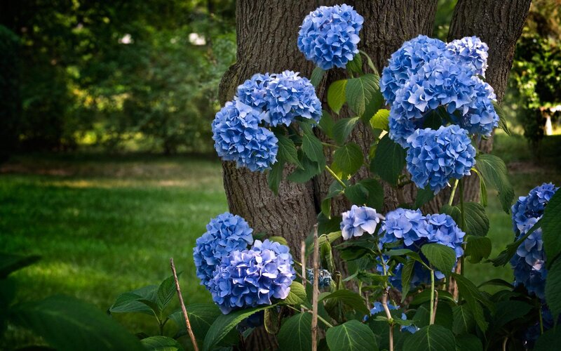 Blue Hydrangea Flowers — Serene, Afternoon, Photograph