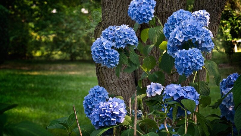 Blue Hydrangea Flowers — Serene, Afternoon, Photograph, Tree Trunk, Green Grass, Leaves