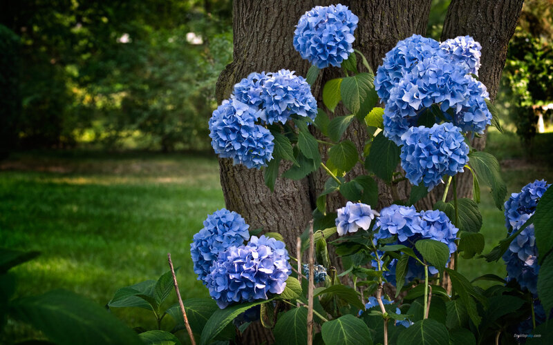Blue Hydrangea Flowers — Serene, Afternoon, Photograph, Tree Trunk