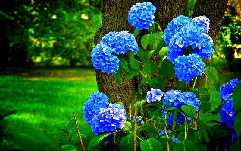 Blue Hydrangea Flowers — Serene, Afternoon