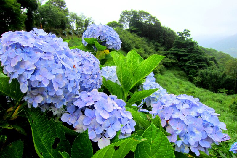 Blue Hydrangea Flowers — Serene, Morning, Photograph