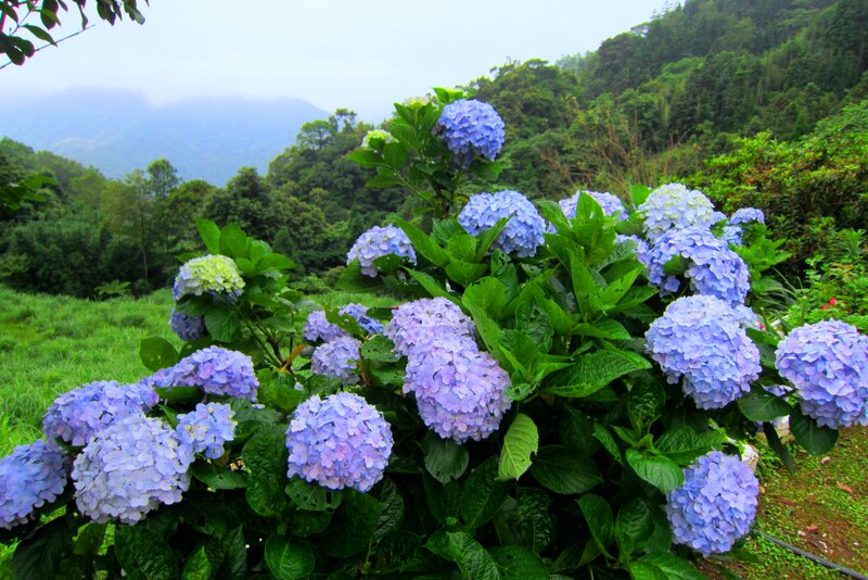 Blue Hydrangea Flowers — Serene, Morning