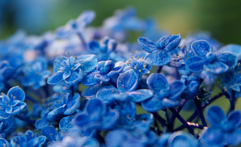 Blue Hydrangea Flowers — Serene, Photograph, Bloom, Greenery