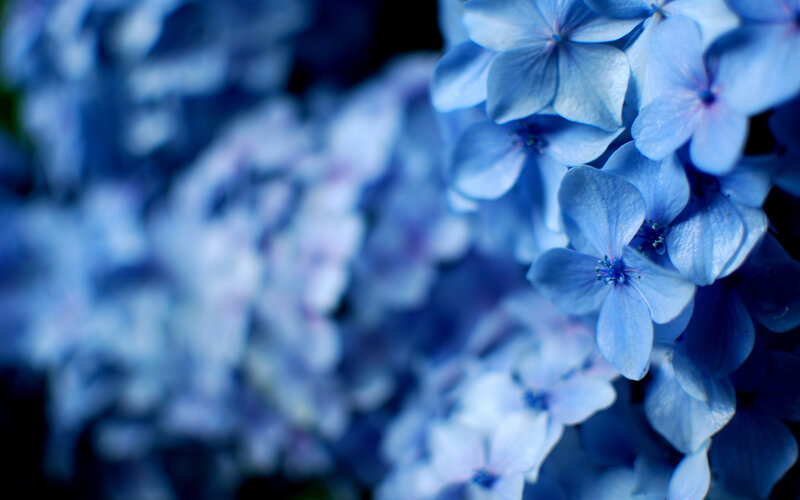 Blue Hydrangea Flowers — Serene, Photograph, Bloom