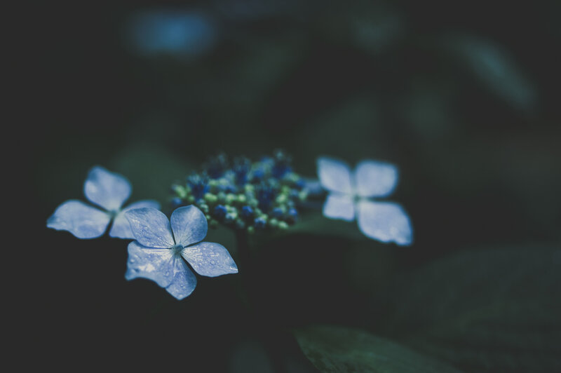 Blue Hydrangea Flowers — Serene, Photograph, Flower