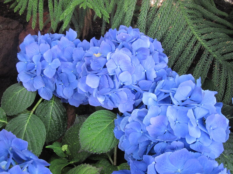 Blue Hydrangea Flowers — Serene, Photograph, Green Leaves