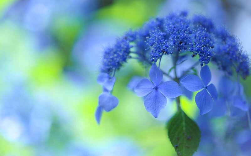 Blue Hydrangea Flowers — Serene, Photograph, Leaf
