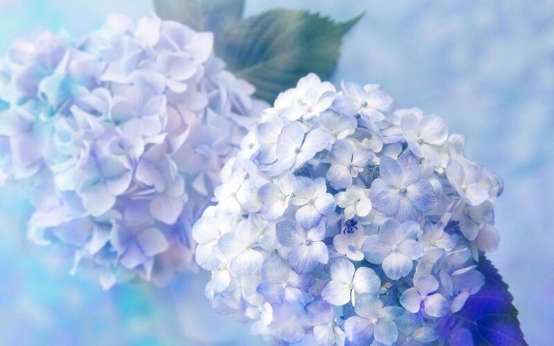 Blue Hydrangea Flowers — Serene, Photograph, Leaves