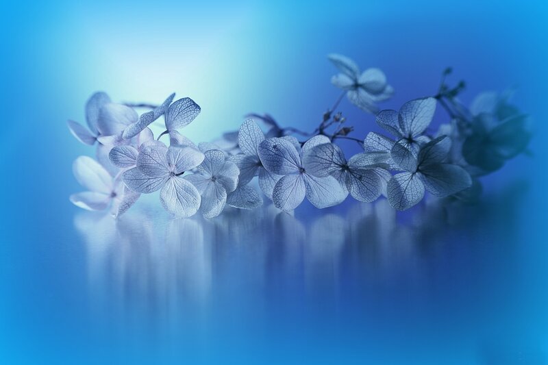 Blue Hydrangea Flowers — Serene, Photograph, Reflection