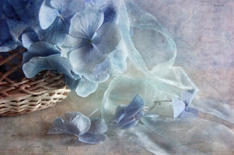 Blue Hydrangea Flowers — Serene, Photograph