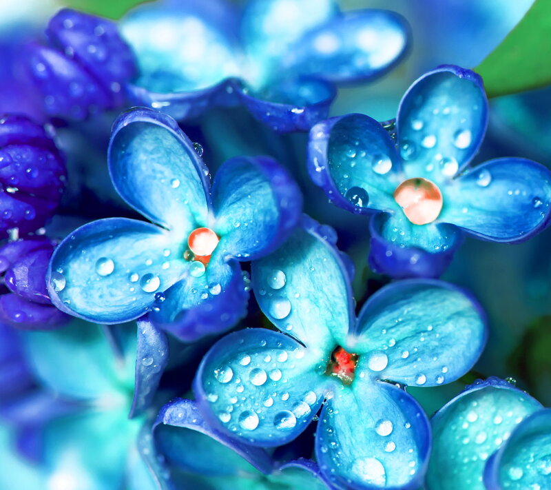 Blue Hydrangea Flowers — Serene, Photograph, Water Droplets