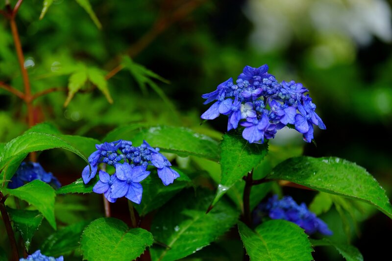 Blue Hydrangea Flowers — Serene, Spring, Photograph